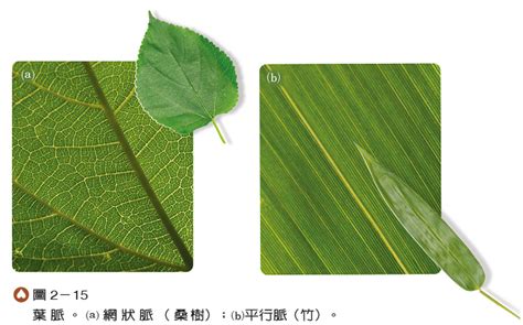 平行脈植物|單子葉植物